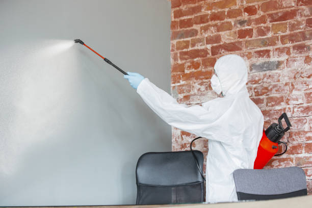 Best Black Mold Removal  in Palatka, FL