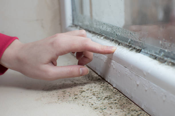 Best Mold-Related Health Consultation  in Palatka, FL